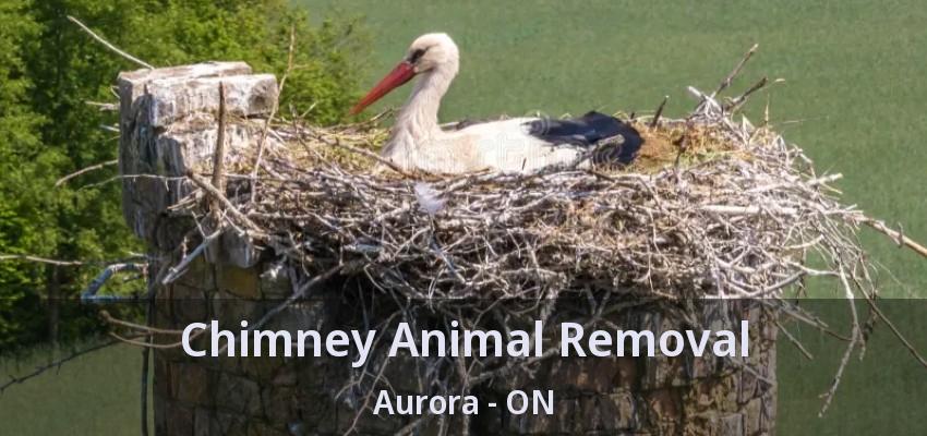 Chimney Animal Removal Aurora - ON