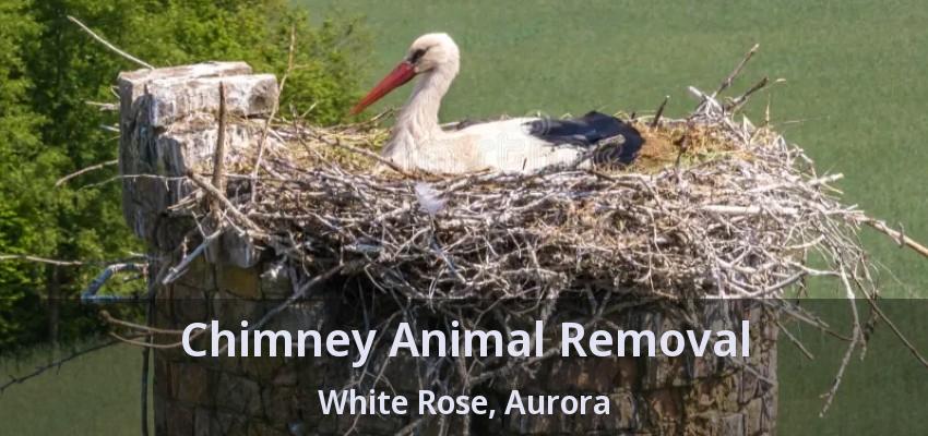 Chimney Animal Removal White Rose, Aurora - ON