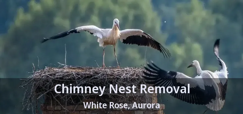 Chimney Nest Removal White Rose, Aurora - ON