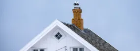 Chimney Nest Removal Aurora